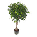 Ficus ben. Exotica Stamm geflochten 130 22/19 (Krone...