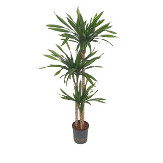Dracaena Rikkii 90/60/30 120-140 18/19 - LV-8