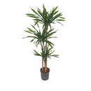 Dracaena Rikkii 90/60/30 120-140 18/19 - LV-8