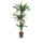 Dracaena Rikkii 90/60/30 120-140 18/19 - LV-8