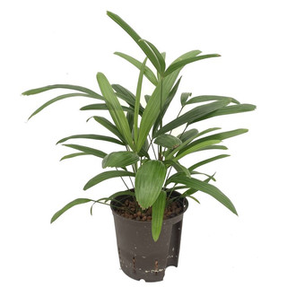Rhapis excelsa 13/12 - LV-8