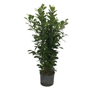 Ficus moclame Tuff 3pp 120-130 28/19 - LV-4