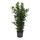 Ficus moclame Tuff 3pp 120-130 28/19 - LV-4