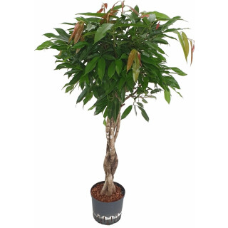 Ficus lon. Amstel King Stamm geflochten 120-130 28/19 (Krone Ø 45cm) - LV-3