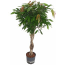 Ficus lon. Amstel King Stamm geflochten 120-130 28/19...