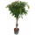 Ficus lon. Amstel King Stamm geflochten 120-130 28/19 (Krone Ø 45cm) - LV-3