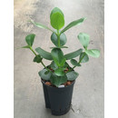 Clusea rosea Princess 45-50 15/19 - LV-4