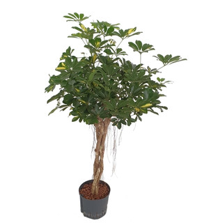 Schefflera arb. Gold Capella Stamm geflochten 120 22/19  (Krone 50cm) - LV-5
