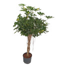 Schefflera arb. Gold Capella Stamm geflochten 120 22/19...