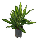 Dracaena Cintho Kopf 2pp 50 15/19