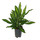 Dracaena Cintho Kopf 2pp 50 15/19