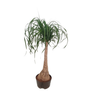 Beaucarnea rec. Stamm  80-90 18/19 - LV-3