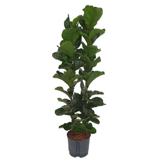 Ficus lyrata bambino 2pp  120 22/19 - LV-4