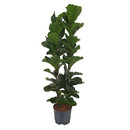 Ficus lyrata bambino 2pp  120 22/19 - LV-4