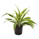 Dracaena der. Lemon Kopf 13/12 - LV-7