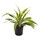 Dracaena der. Lemon Kopf 13/12 - LV-7