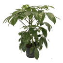 Schefflera act. Amate Tuff II 80 22/19 - LV-4