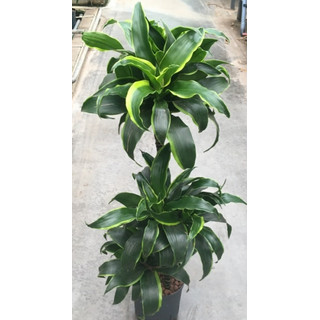 Dracaena der. Dorado 60/30/15 90-100 18/19 - LV-8