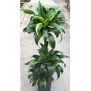 Dracaena der. Dorado 60/30/15 90-100 18/19 - LV-8