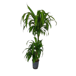 Dracaena der. Hawaian sunshine 60/30/15 100 18/19 - LV-7