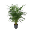 Chrysalidocarpus lutescens (Areca) 100 18/19 - LV-3