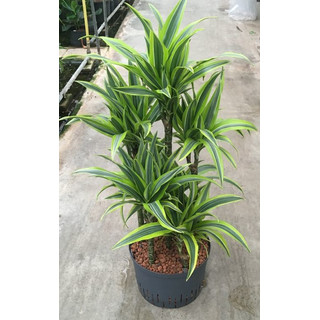 Dracaena der. Lemon Karussel 100 28/19 - LV-7