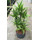 Dracaena der. Lemon Karussel 100 28/19 - LV-7