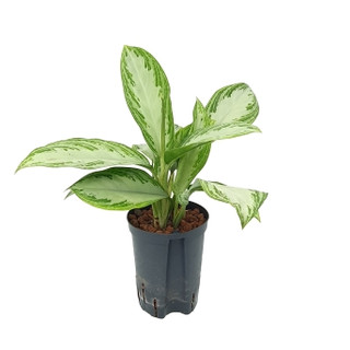 Aglaonema com. Silver Bay (silber-grün) 40 15/19 - LV-9