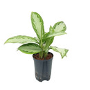 Aglaonema com. Silver Bay (silber-grün) 40 15/19 - LV-9