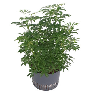 Schefflera louisiana (grün) verzweigt 60 28/19