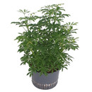 Schefflera louisiana (grün) verzweigt 60 28/19