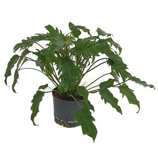 Philodendron Xanadu Ø 70cm 22/19 - LV-7