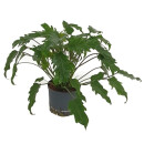 Philodendron Xanadu Ø 70cm 22/19 - LV-7