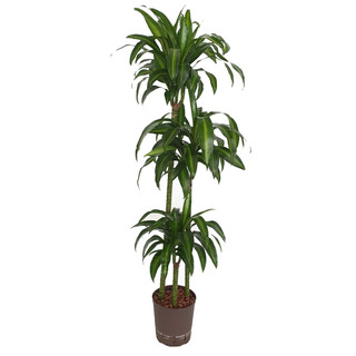 Dracaena der. Hawaian sunshine 90/60/30 130-140 18/19 - LV-7