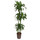 Dracaena der. Hawaian sunshine 90/60/30 130-140 18/19 - LV-7