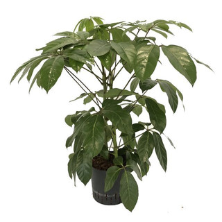 Schefflera act. Amate Tuff II 120 22/19 - LV-4