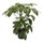 Schefflera act. Amate Tuff II 120 22/19 - LV-4