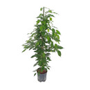 Ficus ben. Exotica 120 18-22/19 - LV-2