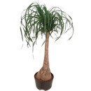 Beaucarnea rec. Stamm  120 28/19 - LV-3