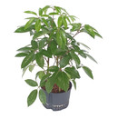 Schefflera act. Amate Tuff III 60-70 28/19 - LV-4