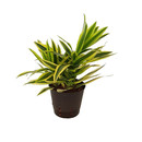 Dracaena reflexa (Pleomele) S.o. India (gelb) Kopf 13/12