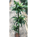 Dracaena der. Dorado 90/60/30 120-140 18/19 - LV-8