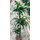 Dracaena der. Dorado 90/60/30 120-140 18/19 - LV-8