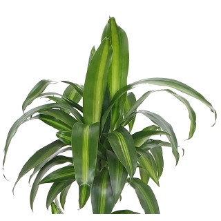 Dracaena der. Hawaian sunshine Kopf Tuff II  15/19 - LV-7