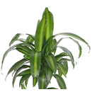 Dracaena der. Hawaian sunshine Kopf Tuff II  15/19 - LV-7