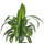 Dracaena der. Hawaian sunshine Kopf Tuff II  15/19 - LV-7