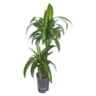 Dracaena der. Hawaian sunshine 45/15 80 15/19 - LV-7