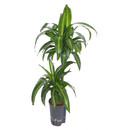 Dracaena der. Hawaian sunshine 45/15 80 15/19 - LV-7