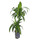 Dracaena der. Hawaian sunshine 45/15 80 15/19 - LV-7