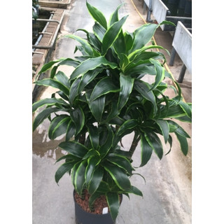 Dracaena der. Dorado Karussel 6pp, 100  22-28/19 - LV-8